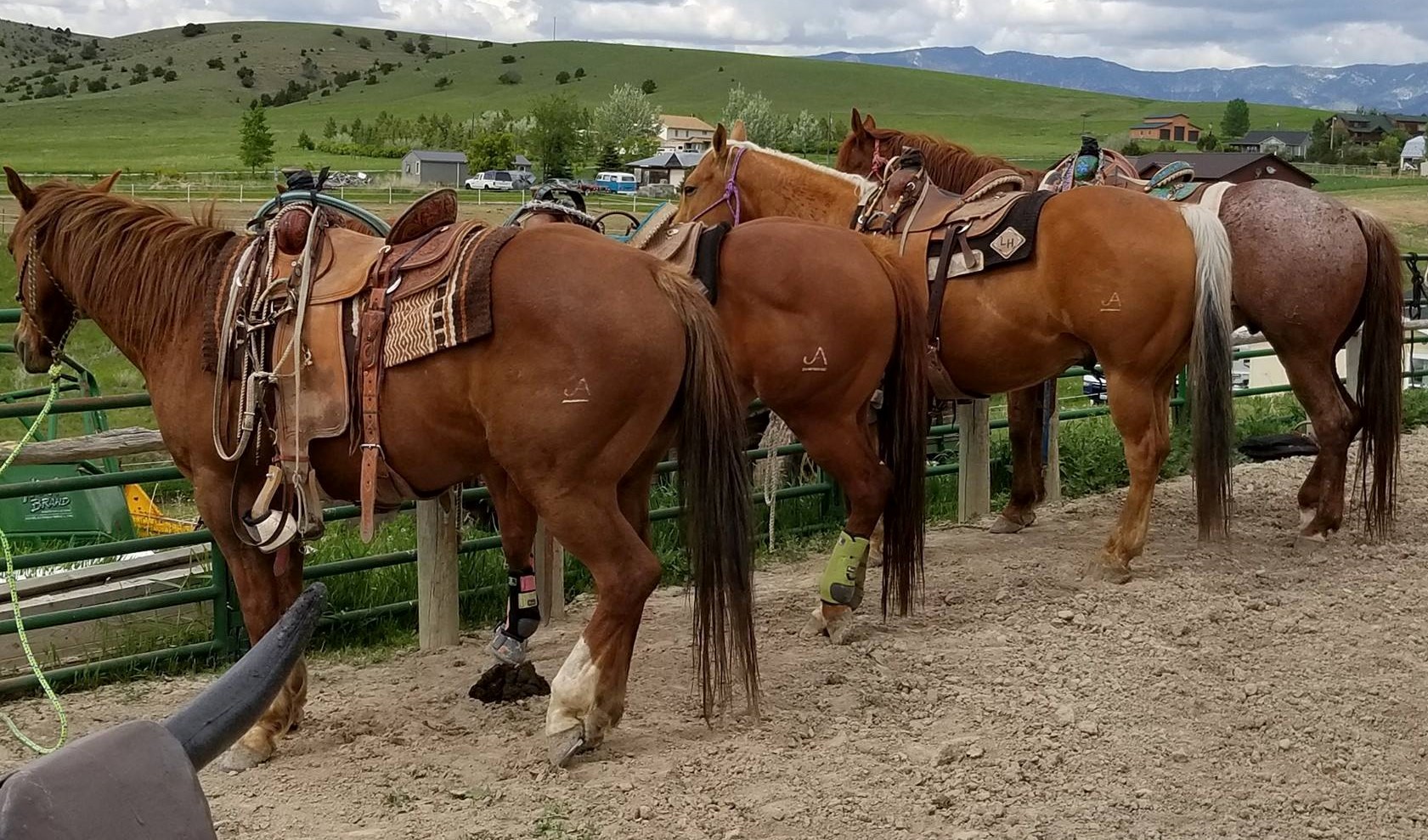 branded_horses branded_horses